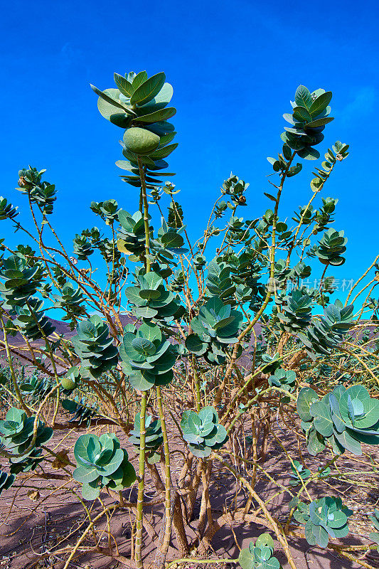 Calotropis procera Fuerteventura。